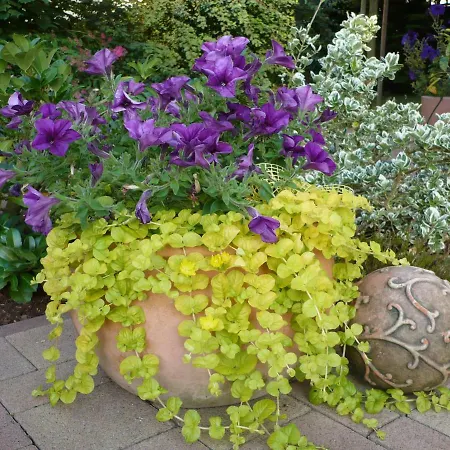 Meindl Idar-Oberstein