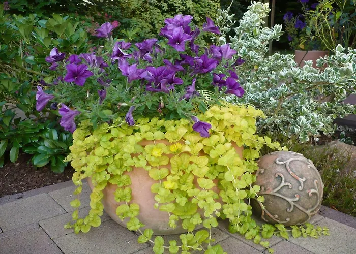 Meindl אידר-אוברשטיין